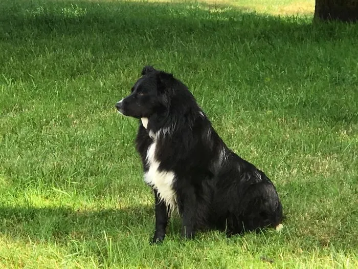 This Is Cowboy. Majestic, Border Collie Mix, Stealer Of Unattended Food