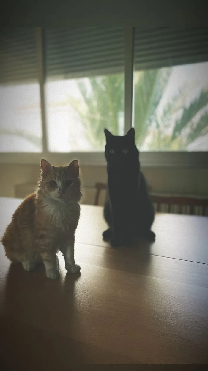 Diego And Sumo