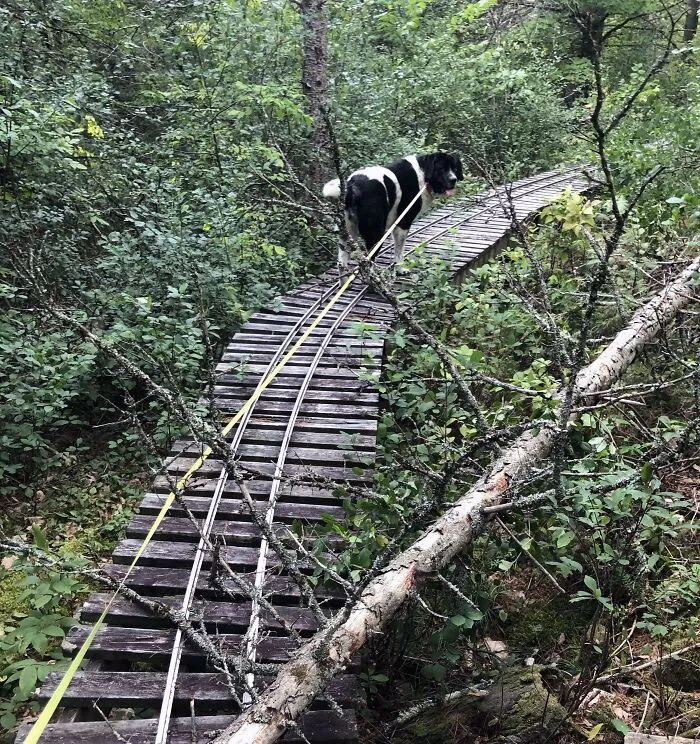 Estas vías de ferrocarril a pequeña escala en el bosque