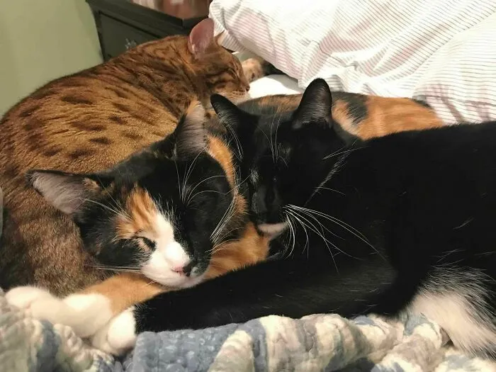 Kitty Pile (Cheetah, Waffles, & Squid).  Now Where Am I Supposed To Sleep??