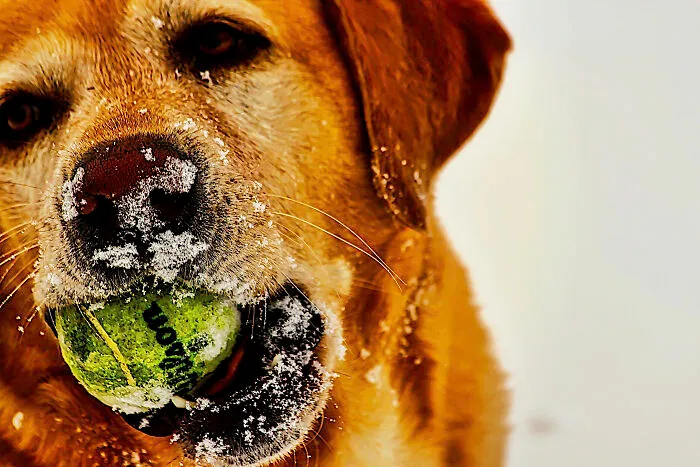 Wanna Play Catch
