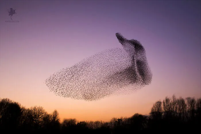 Bird Of Many Birds