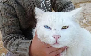 Estas fotos nos demostraron que las mascotas suelen parecerse a sus dueños
