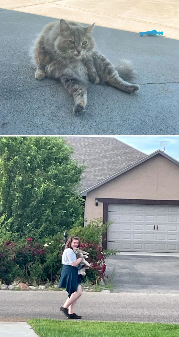 Hoy casi me roban a mi gato 