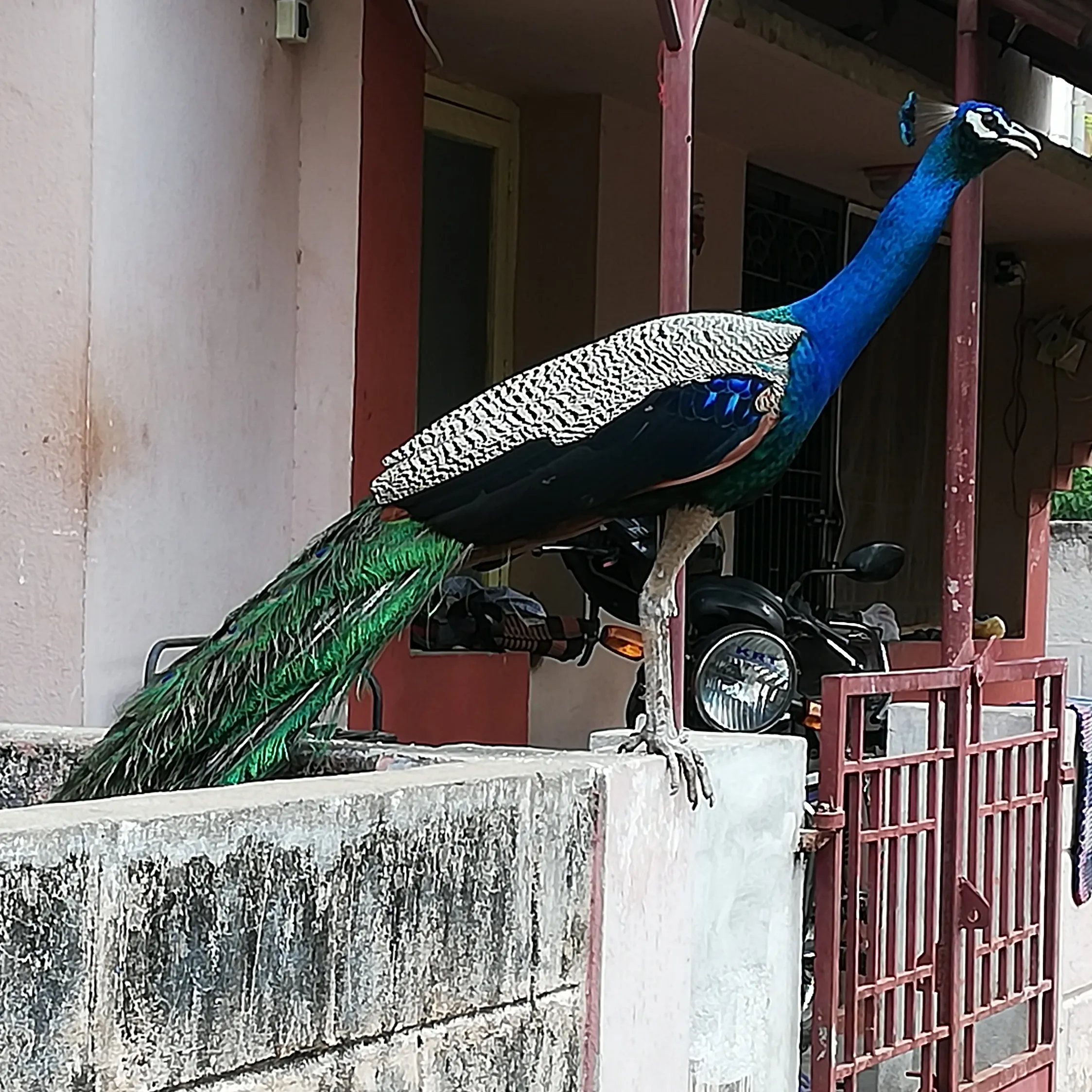 This Beautiful Peacock Is Having The Best Time Eating Grains! Watch As It Enjoys Every Bite!