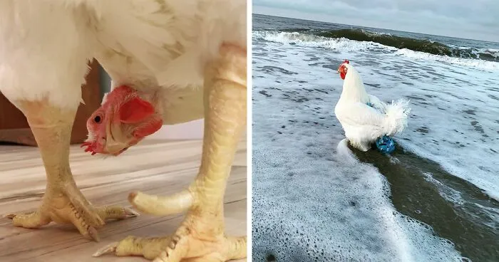 Boo Was Rescued From A Meat Factory 5 Years Ago, And His Life Shines In New Colors Ever Since