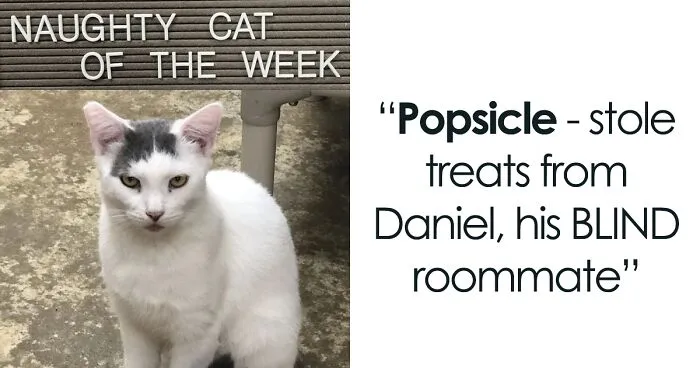 20 Pics Of Cats That Scored A Spot On The ‘Naughty And Nice’ Board At This Cat Rescue