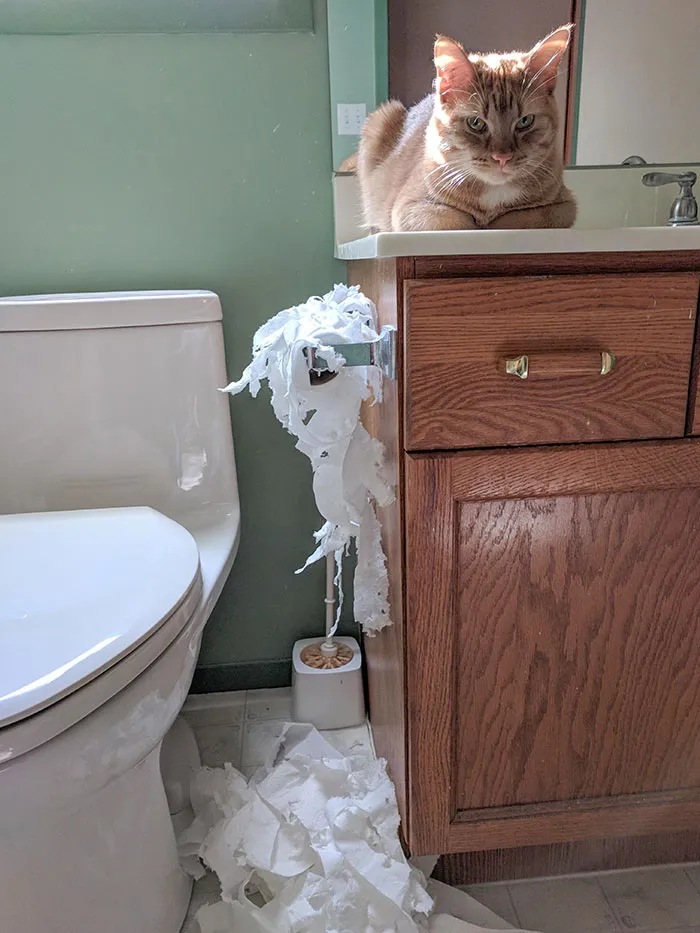 Encerré a mi gato en el baño mientras comía porque me molestaba. La venganza estaba servida