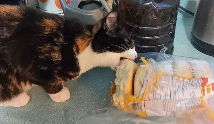 "Put Them On A Raw Meat Diet!" They Said... This Carb-Craving Criminal Pulled The Bagels Out Of The Cupboard