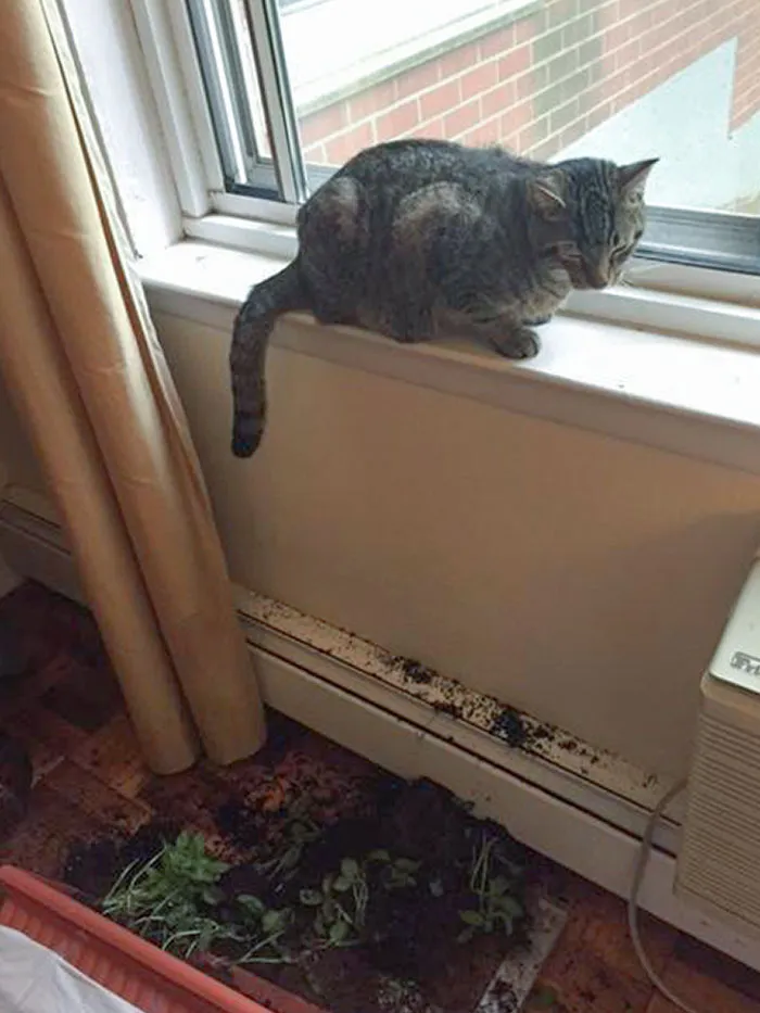 Left The Planter On The Spot Where He Usually Sits. No Basil For Me, I Guess