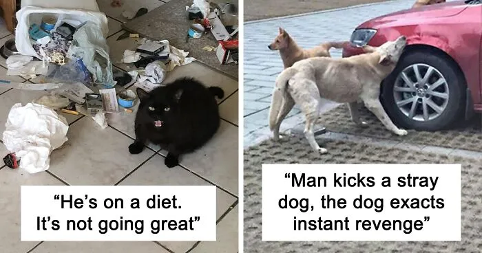 50 Of The Best And Funniest Pet Revenge Examples