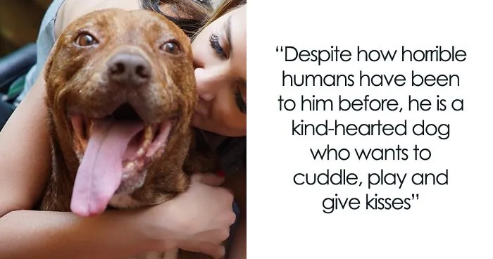 This Pit Bull Was Horrifically Abused For 10 Years Before He Found His Peace When Taken Into The Hands Of Kind-Hearted People