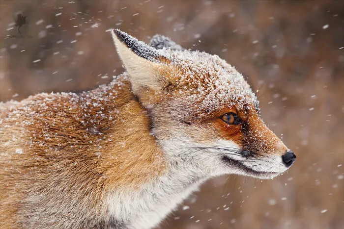 Powder Face