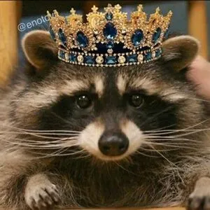 Raqueen 🦝
