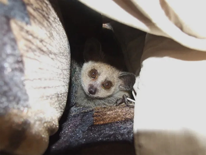 Picture of Rondo Dwarf Galago hiding 