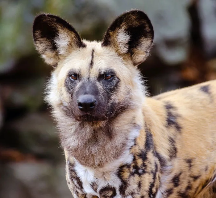 African Wild Dog (Lycaon Pictus)