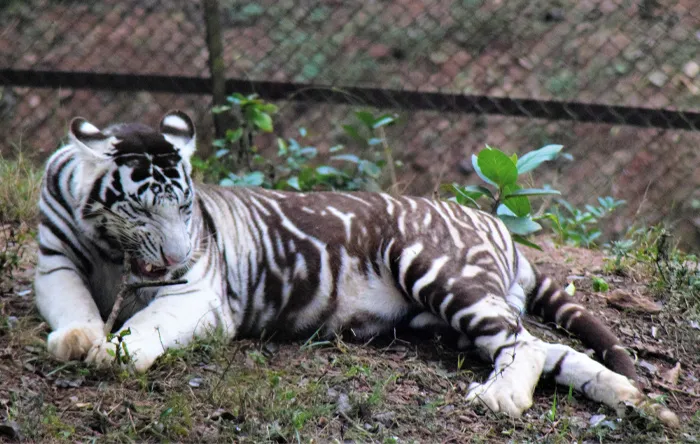 Black Tiger lying on the ground 