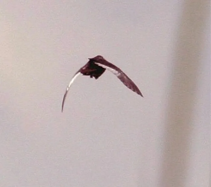 Picture of a White-Winged Flufftail flying 