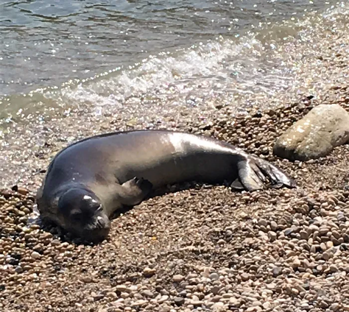 Mediterranean Monk Seal lying on the shore 