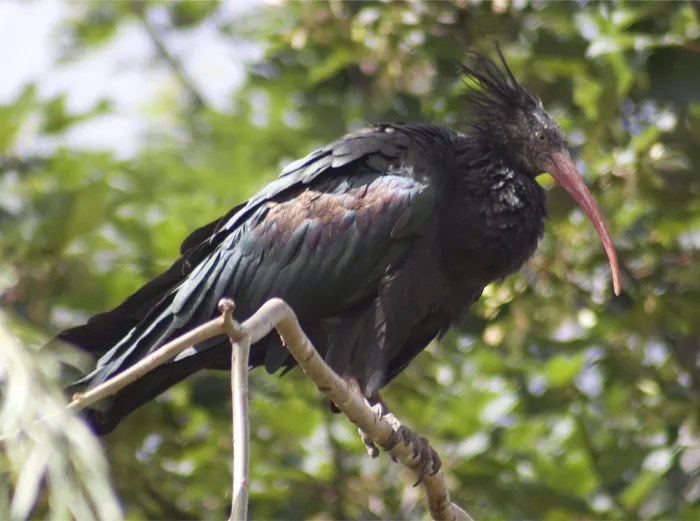 Northern Bald Ibis siting on the tree branch 