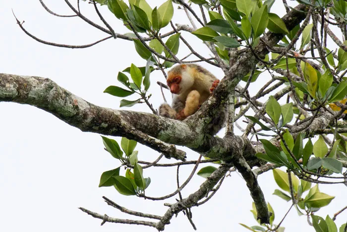 Black-Spotted Cuscus sitting on the tree branch 