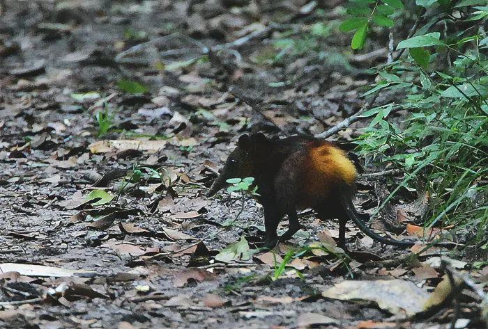 Golden-Rumped Elephant Shrew in the wildlife 
