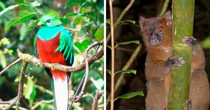 Rarest Animal In The World And Other 62 Species Near Extinction