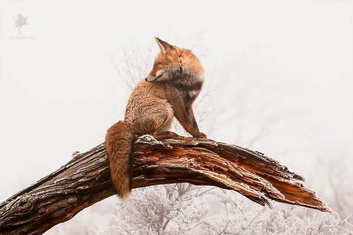 Frosty Fox