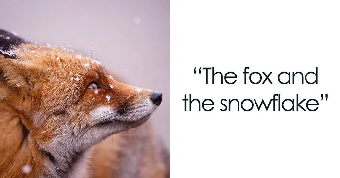 A Little Touch Of Red In My Color Palette: I Took Pictures Of Foxes In The Snow (19 New Pics)