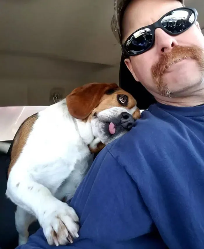 Beagle Puppy Cuddles Up To The Rescuer Who Saved Him From Euthanasia. Nice Dog Rescue Story Heard From Franklin County Shelter And Adoption Center In Ohio