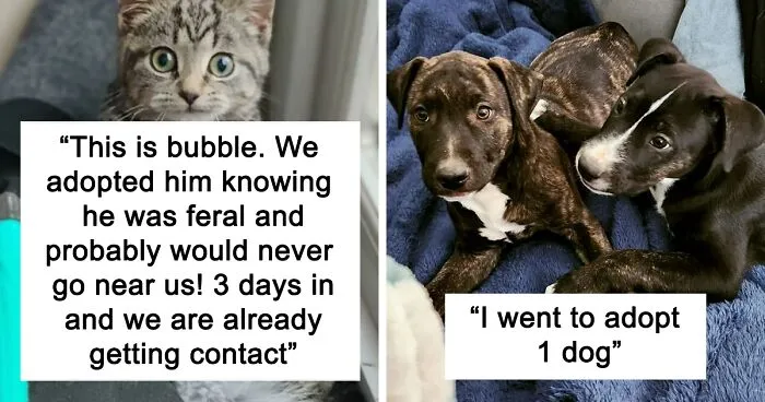 50 Soul-Healing Rescue Pet Pics To Make You Smile (November Edition)