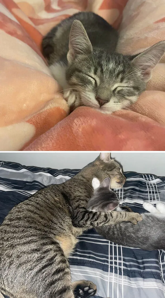 Bienvenido a la familia. Adopté un gatito