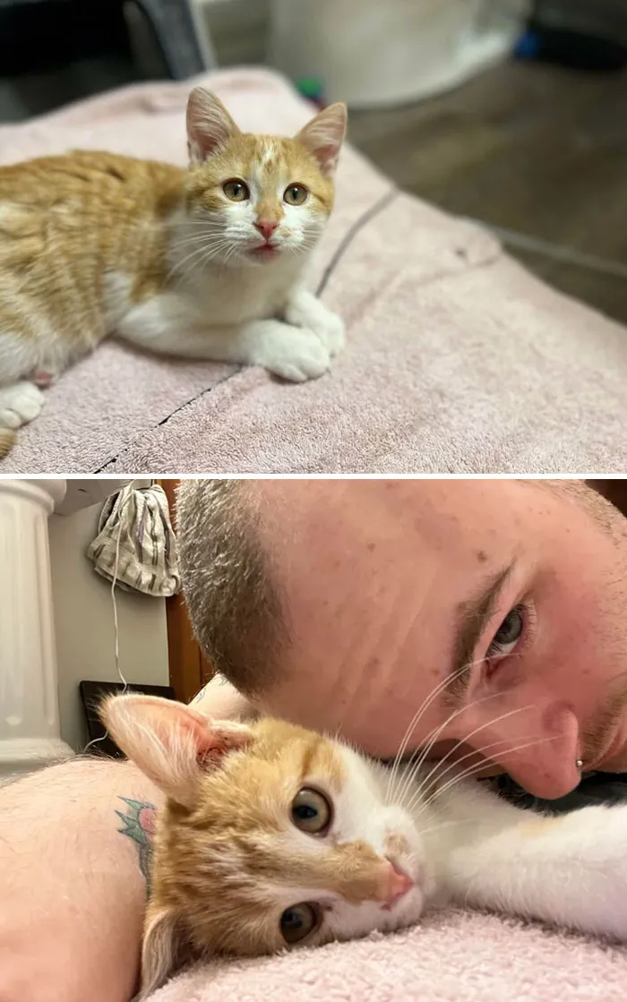 This Handsome Man Was Thrown From A Car Window And Luckily Someone Found Him, I Saw His Adoption Post And Was The First To Inquire. Meet Sushi!