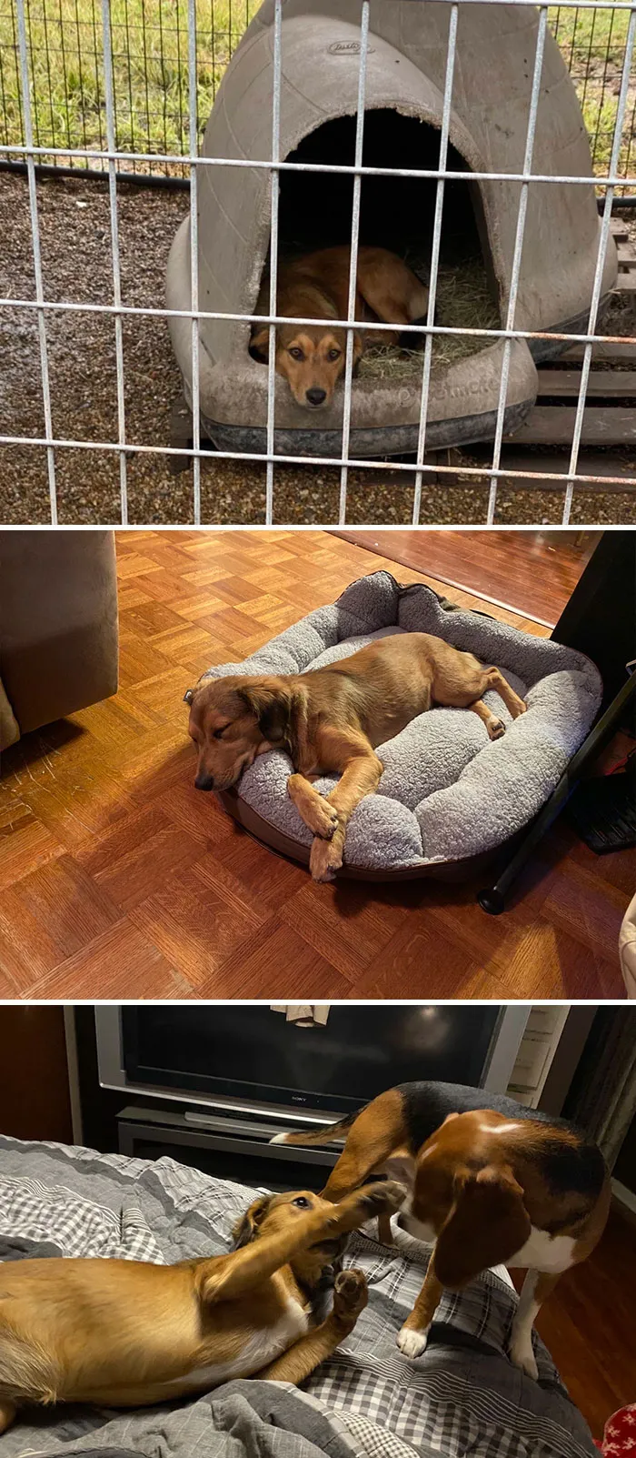 8 Month Old Abused Retriever Mix. Scared And Sad. Brought Her Home. She Barely Moved. Was Scared To Even Walk Around The House. Lowers Head When You Reach To Pet Her. Couple Days Later With A Little Love And A Stubborn Beagle That Kept Bugging Her To Play And She’s A New Happy Dog Running Wide Open