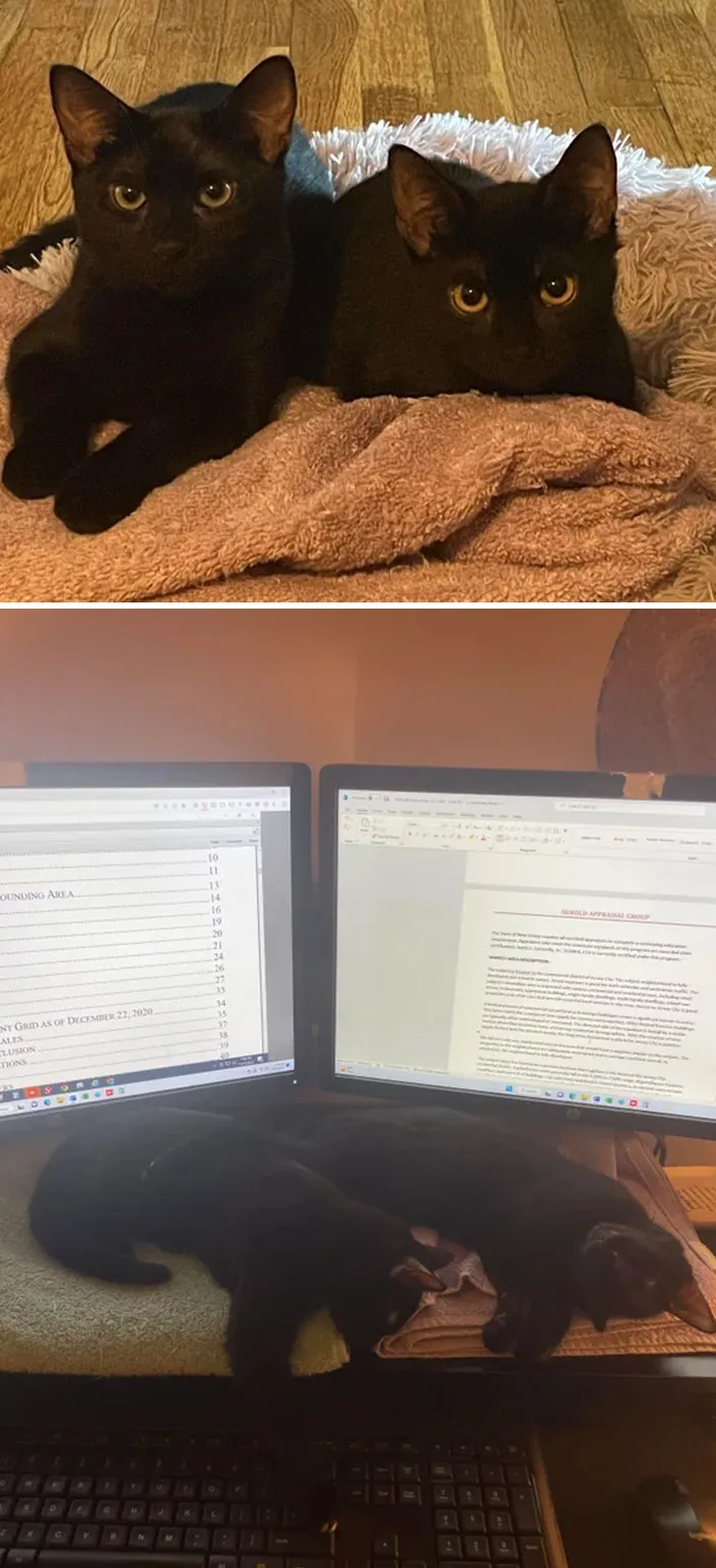 My Wife And I Adopted These Two Sisters Recently, Aka They Chose Us At The Animal Shelter. Love Black Kitties