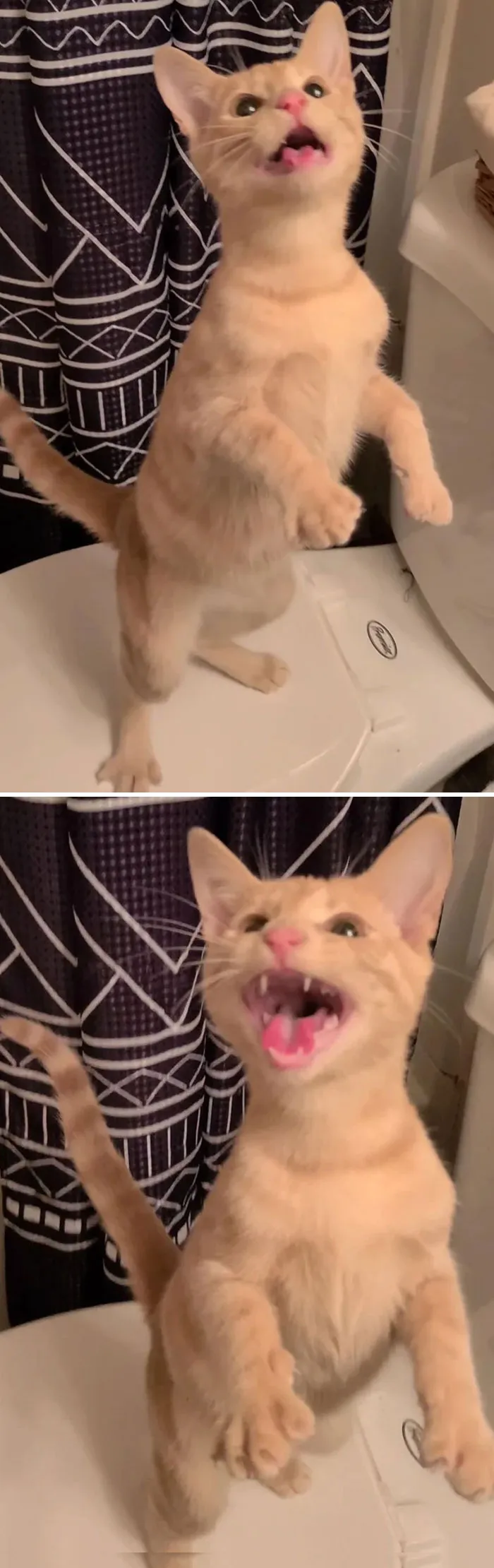 Decidimos darle al gato que mi prometido y yo adoptamos algo de atún para el Día de Acción de Gracias. Entonces entró en lo que cariñosamente llamamos modo duende. Podemos asegurar que lo disfrutó