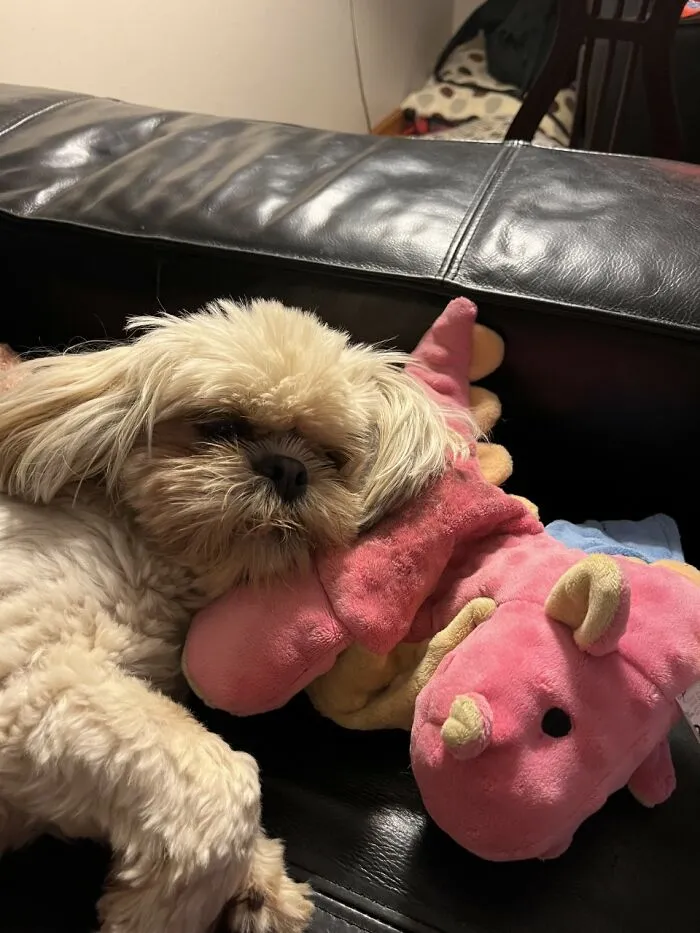 Riley In A Dreamy Half Awake State With His Dinosaur