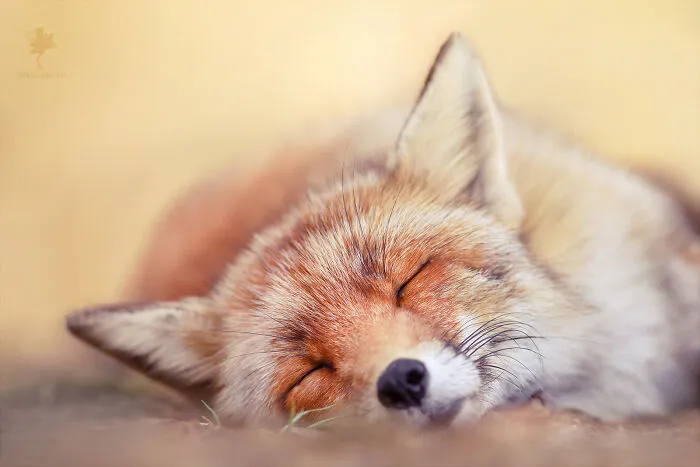 Sleeping Beauty