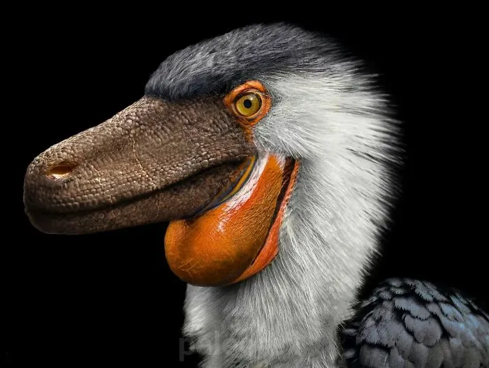 Saurornitholestes