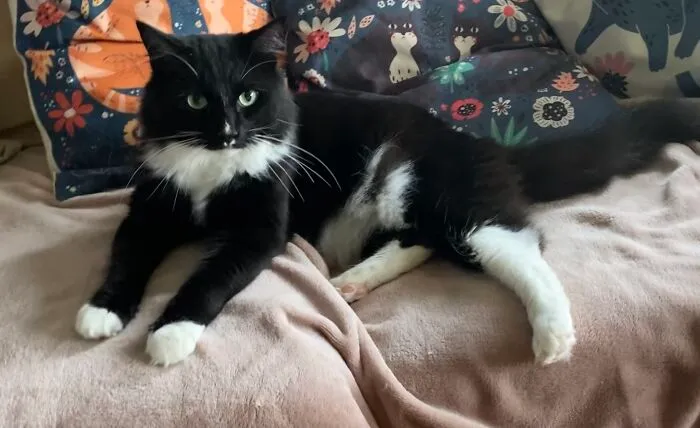 This Is Oreo, He Was Supposed To Just Be Our Foster Cat…