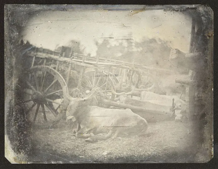 The Earliest Photograph Of A Living Animal (1842)