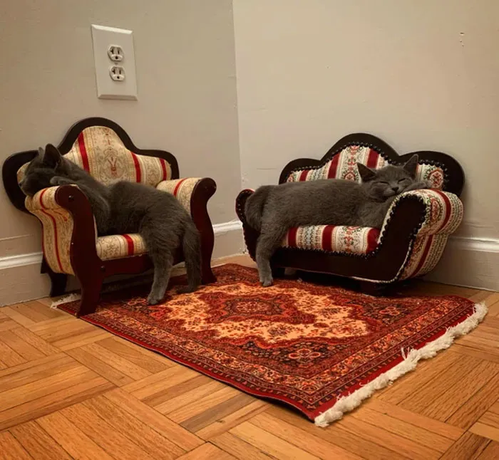 Ants, Kittens... Same Difference
