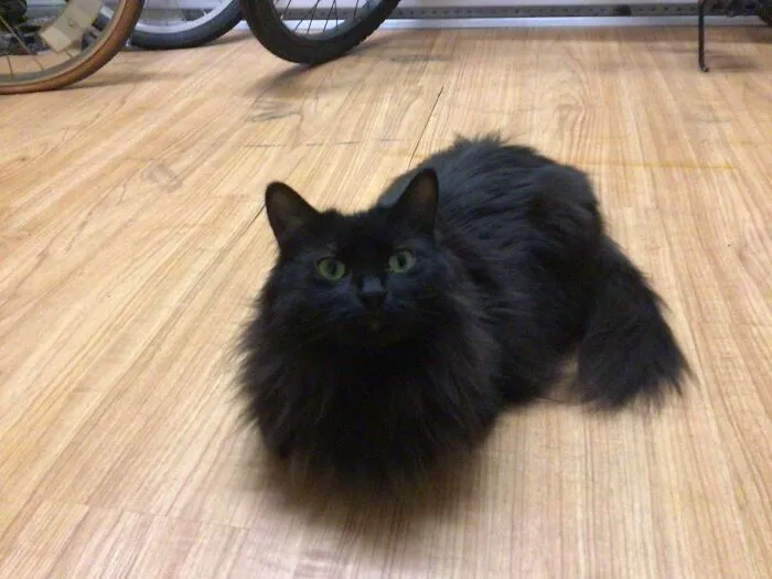 Found This Little Panther In My Backyard. She Is Shy, But Has Very Good Character