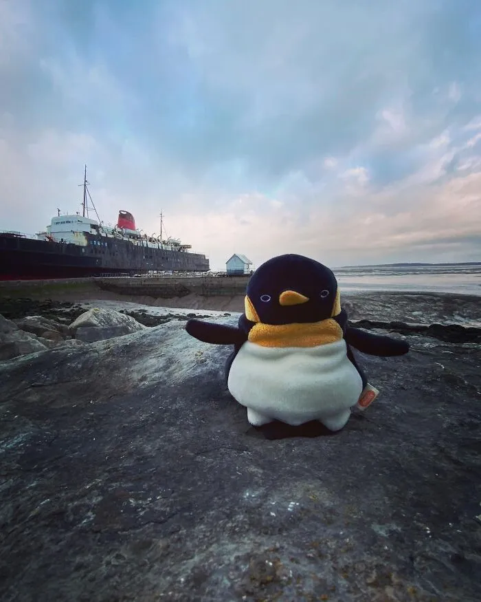 Judgy Penguin
