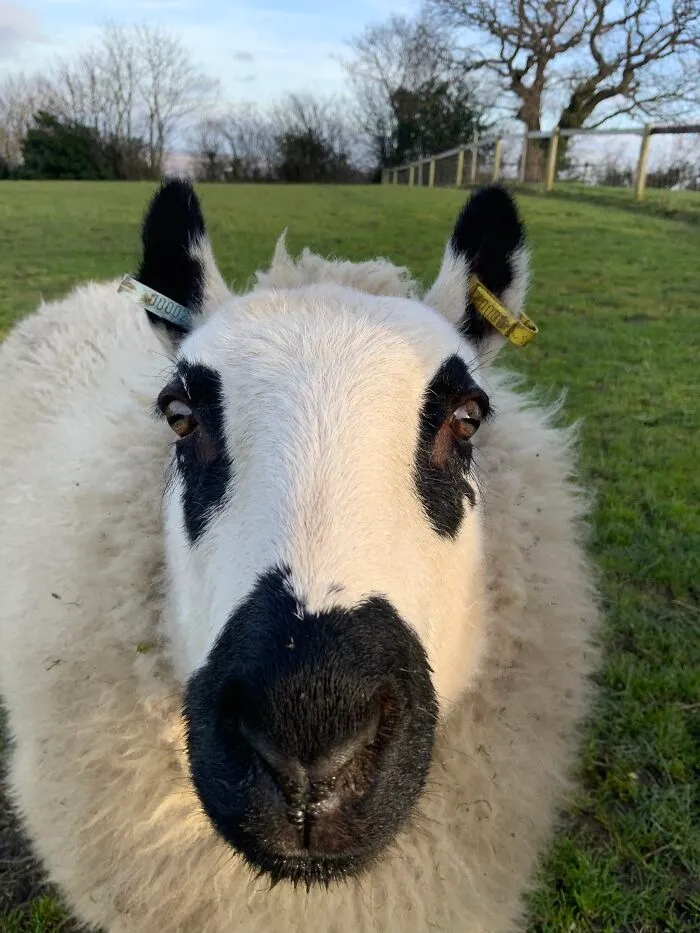 Fluffy Sheep 🐑