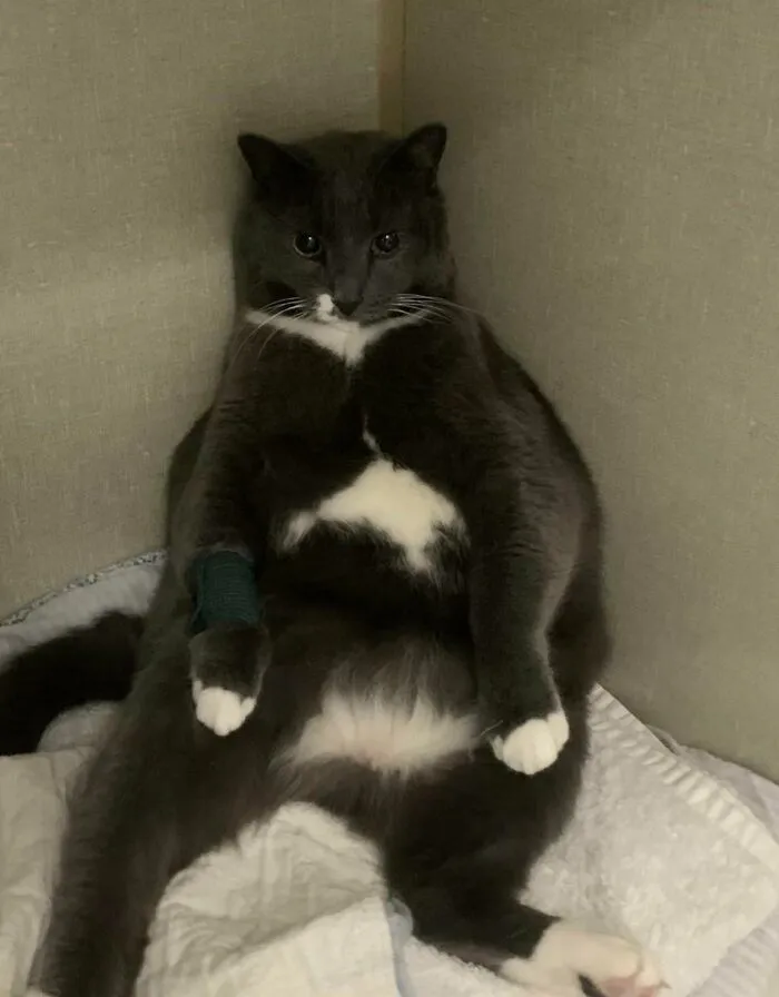 The Vet Called And Asked If They Could Use A Pic Of Our Cat For Marketing Purposes While He Was In For Dental Surgery. I Said Sure! Then They Sent The Pic…
