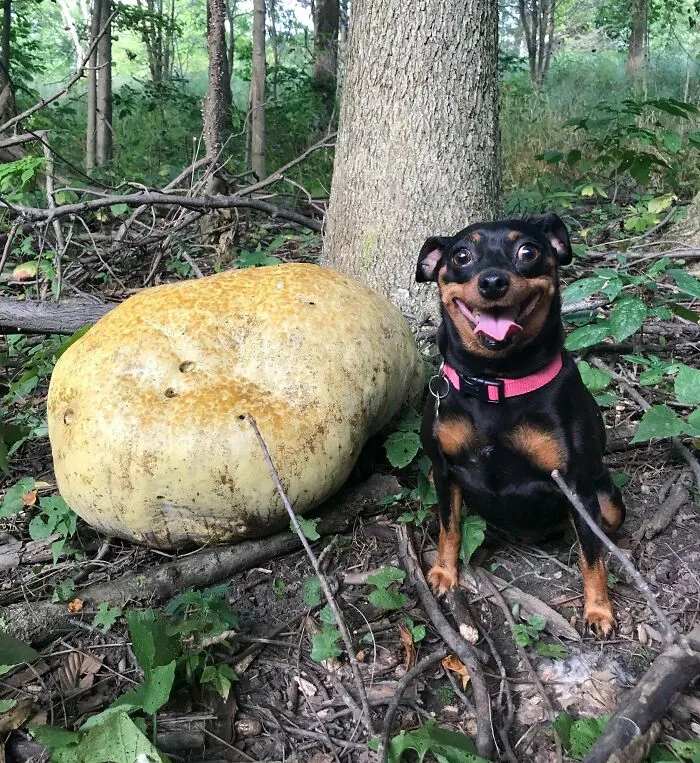 Sí, encontró una seta silvestre en el bosque. No, no se comió parte de ella, siempre es una tonta