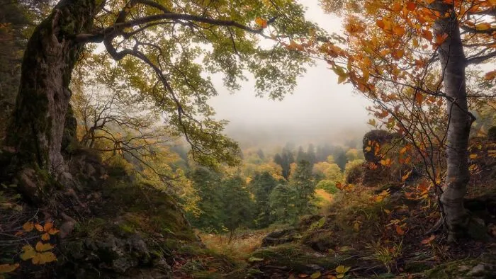 The Advent Of Autumn