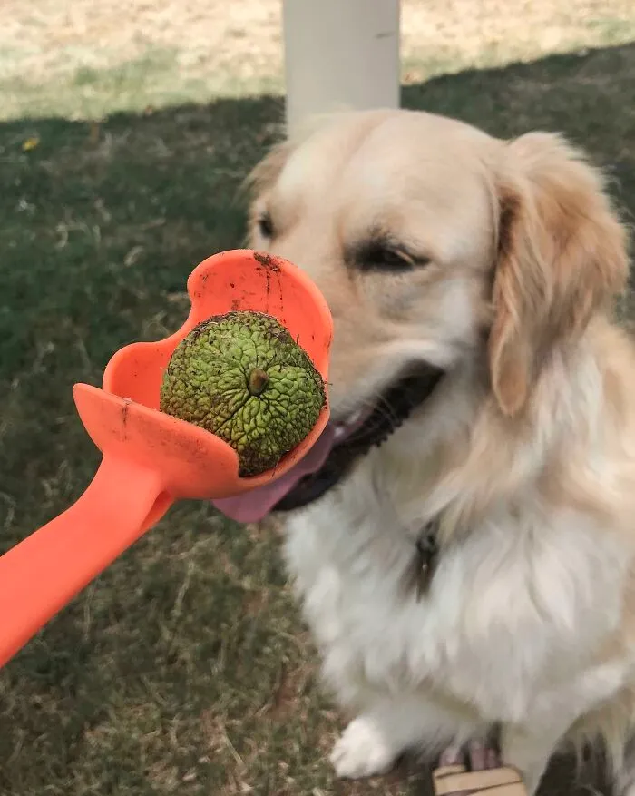 Le lancé una pelota de tenis y me trajo una manzana. Bastante parecido, supongo 