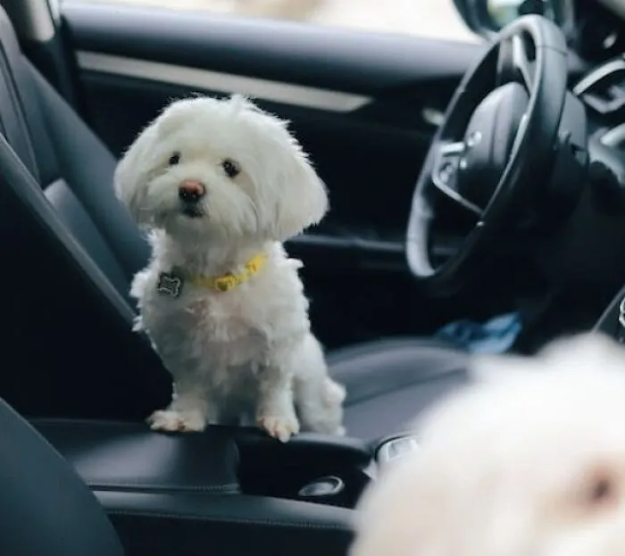 Maltese